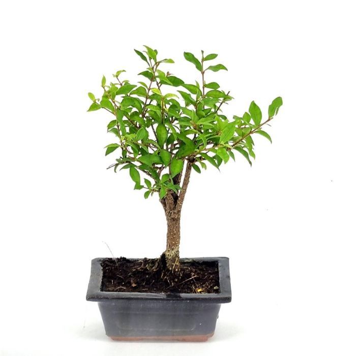boutique en ligne bonsai