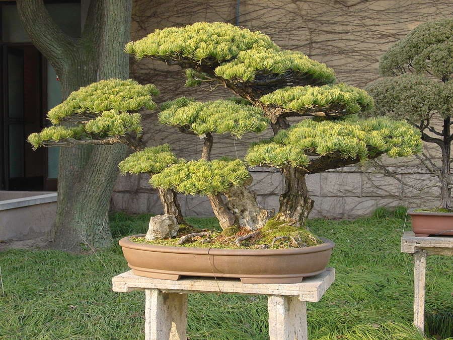 espece de bonsai