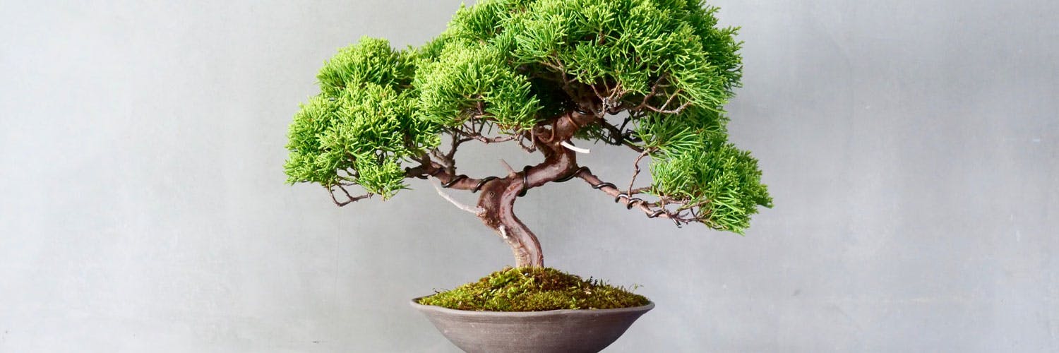 bonsai croissance rapide