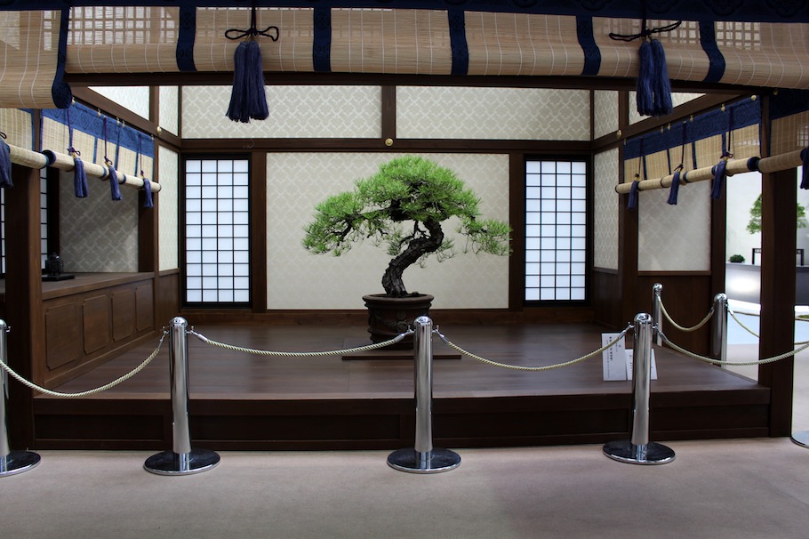 bonsai culture expo