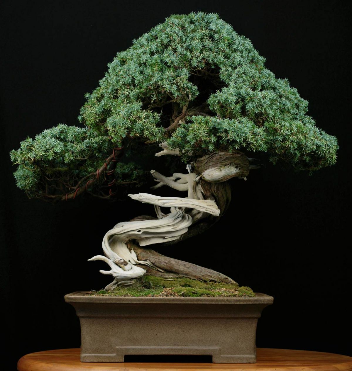 bonsai d exterieur