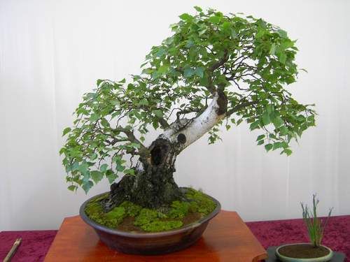 bonsai de couleur