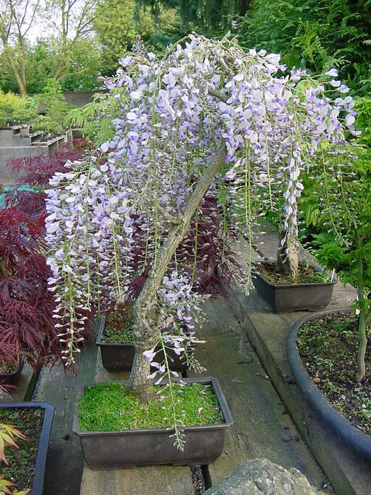 bonsai de glycine