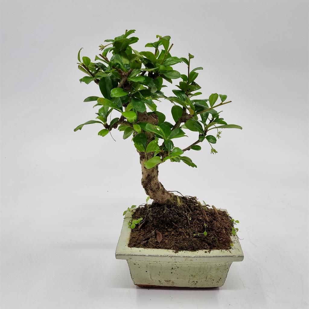 bonsai de jardin
