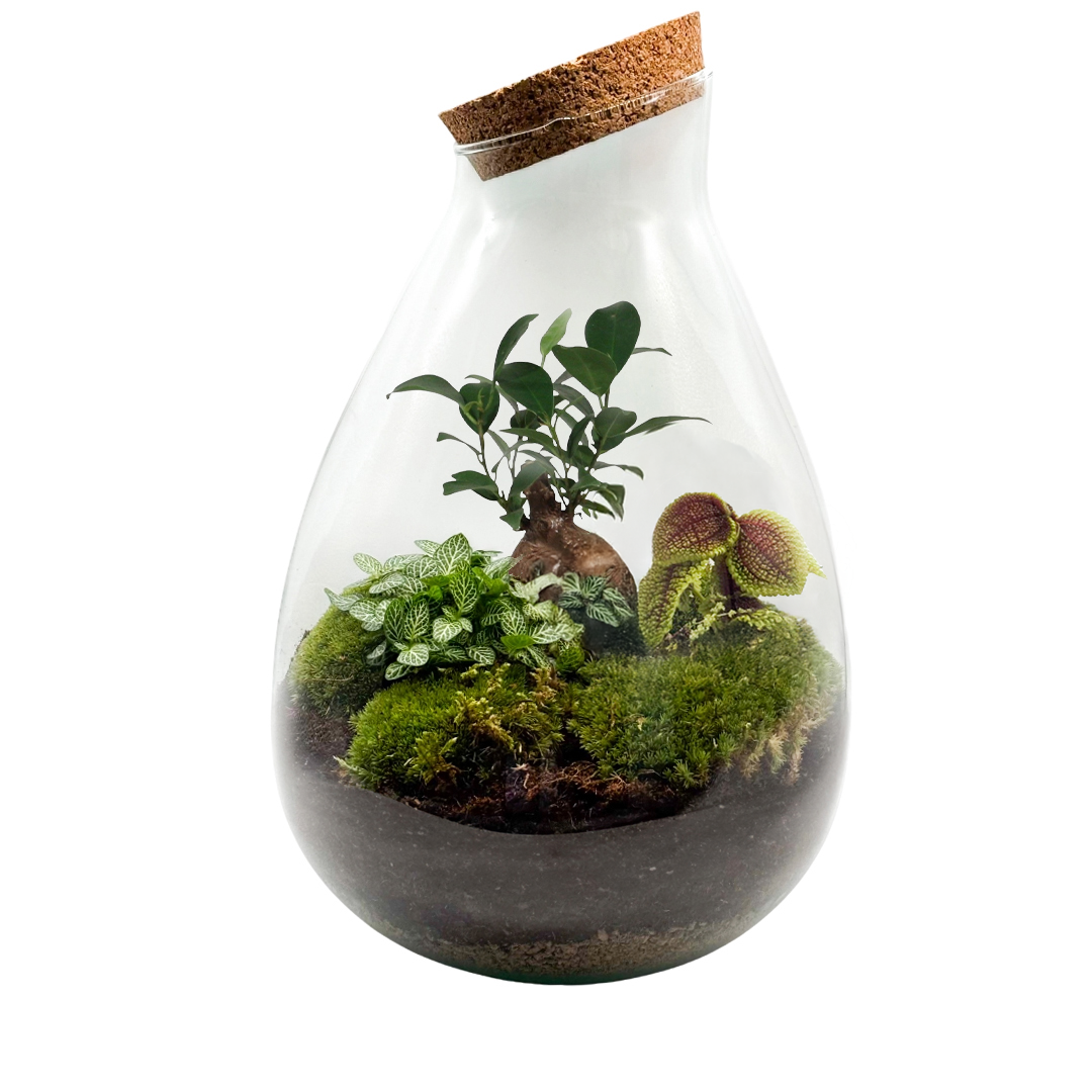 bonsai dans pot en verre