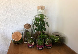 bonsai dans terrarium