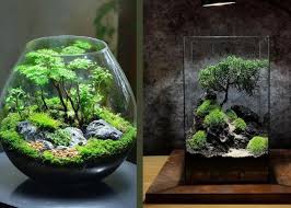 bonsai dans un terrarium