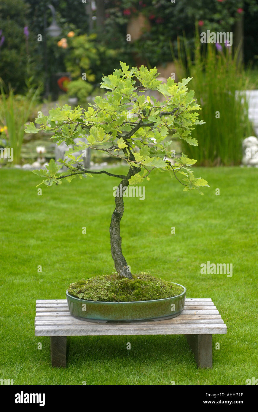bonsai de chene