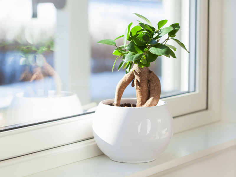 bonsai ficus ginseng rempotage