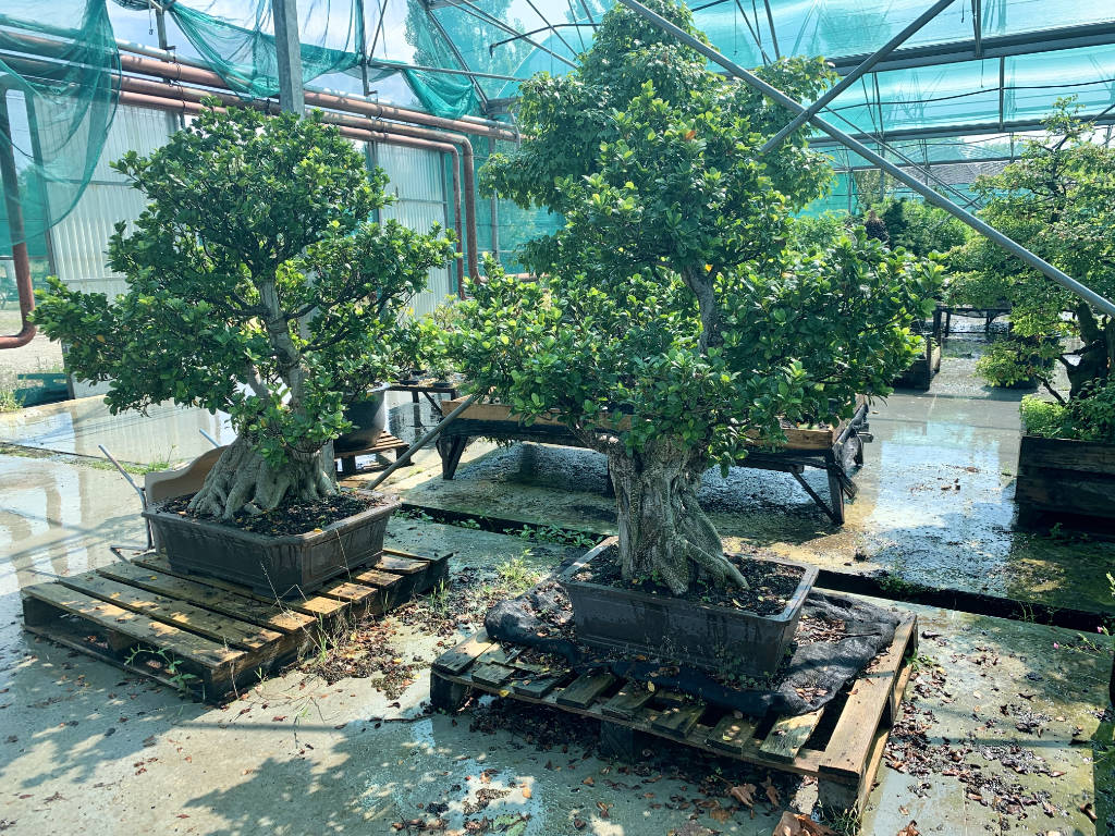 bonsai figuier