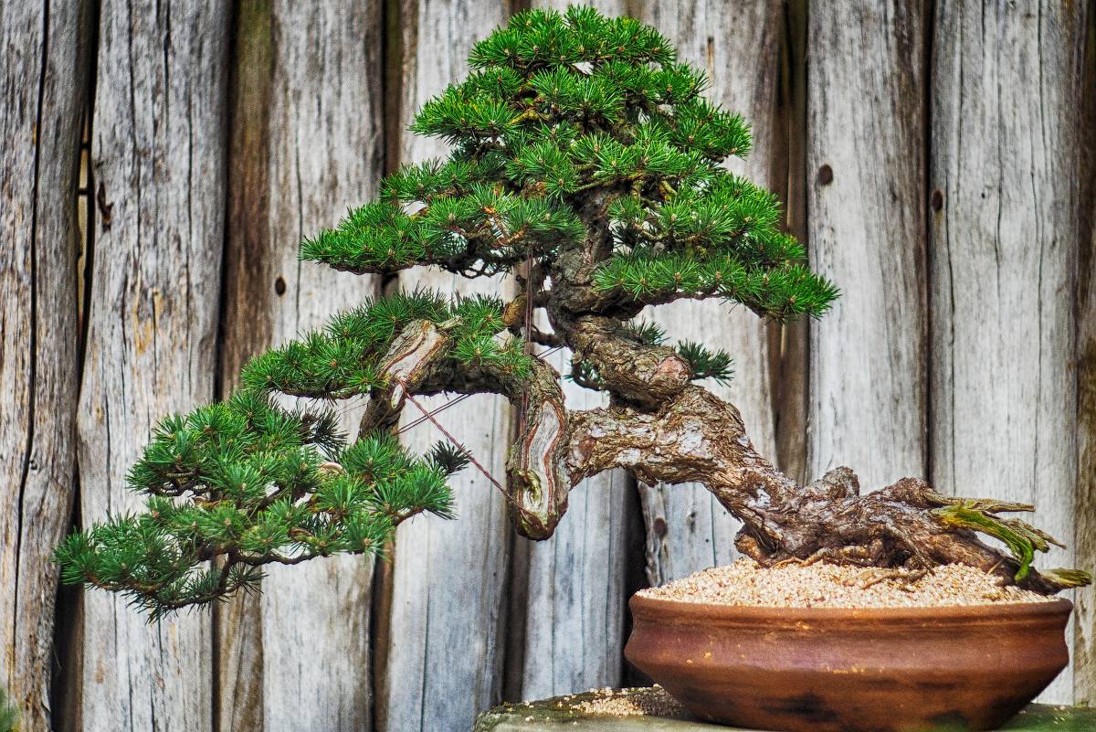 bonsai figuier entretien