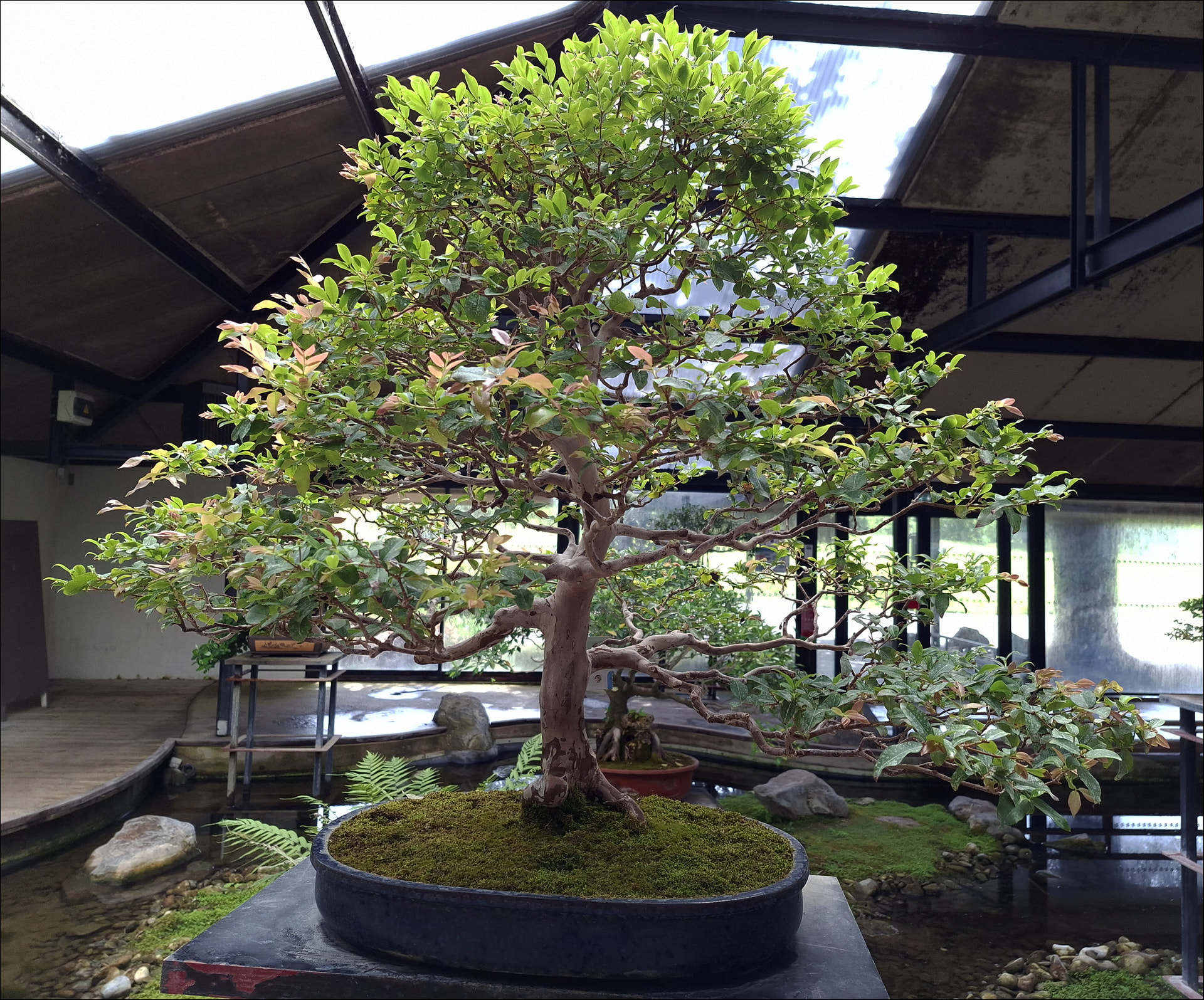 bonsai floralux