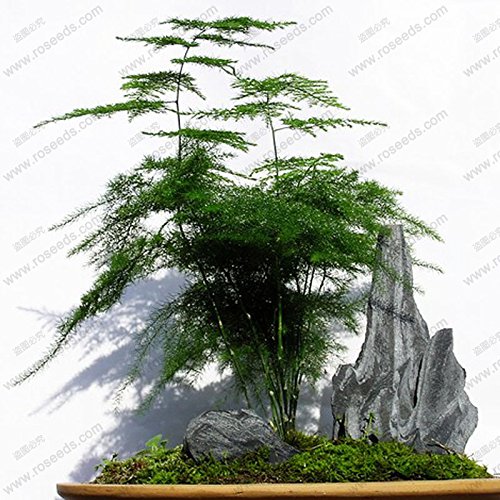 bonsai fougere