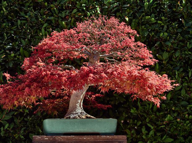 bonsai fr