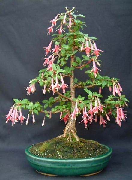 bonsai fushia