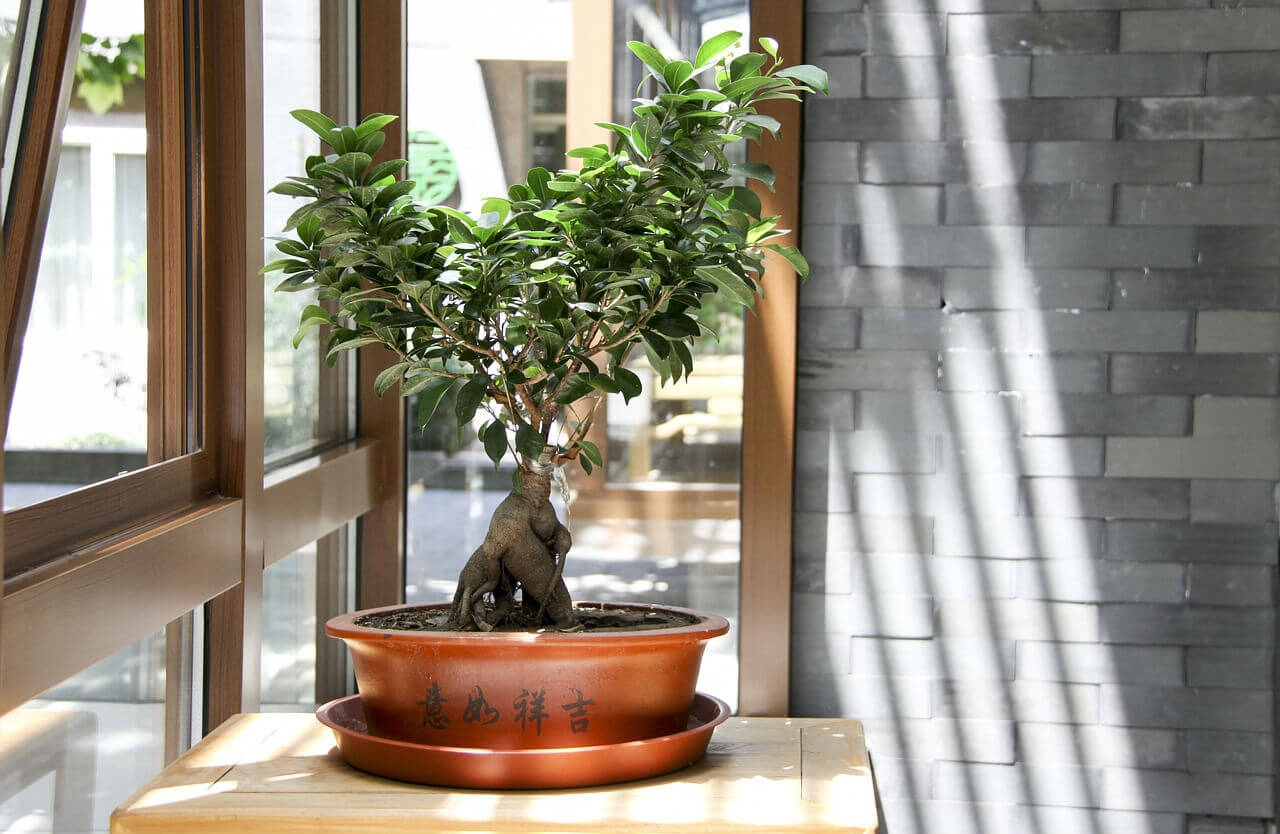 bonsai ginseng entretien