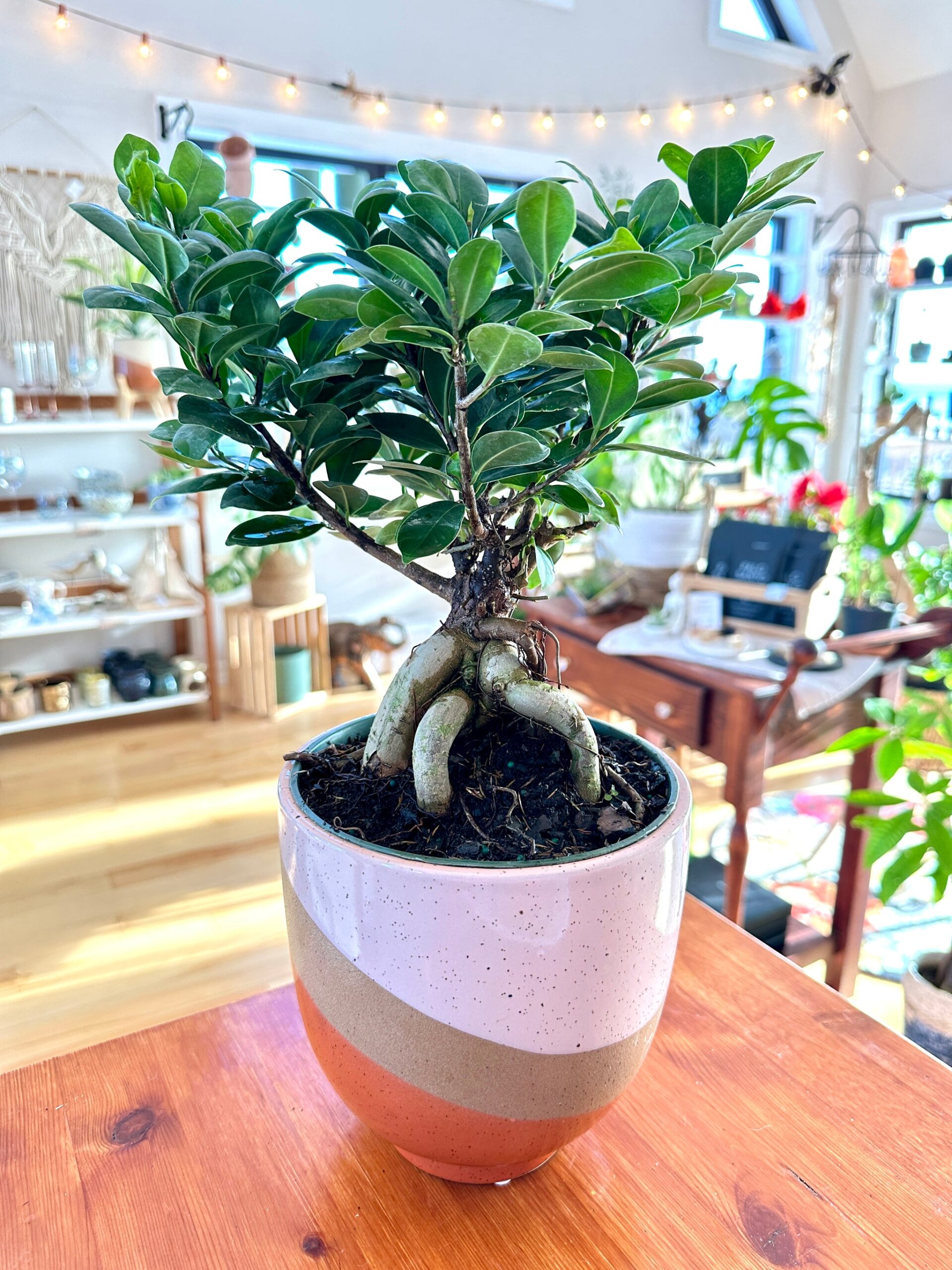 bonsai ginseng prix