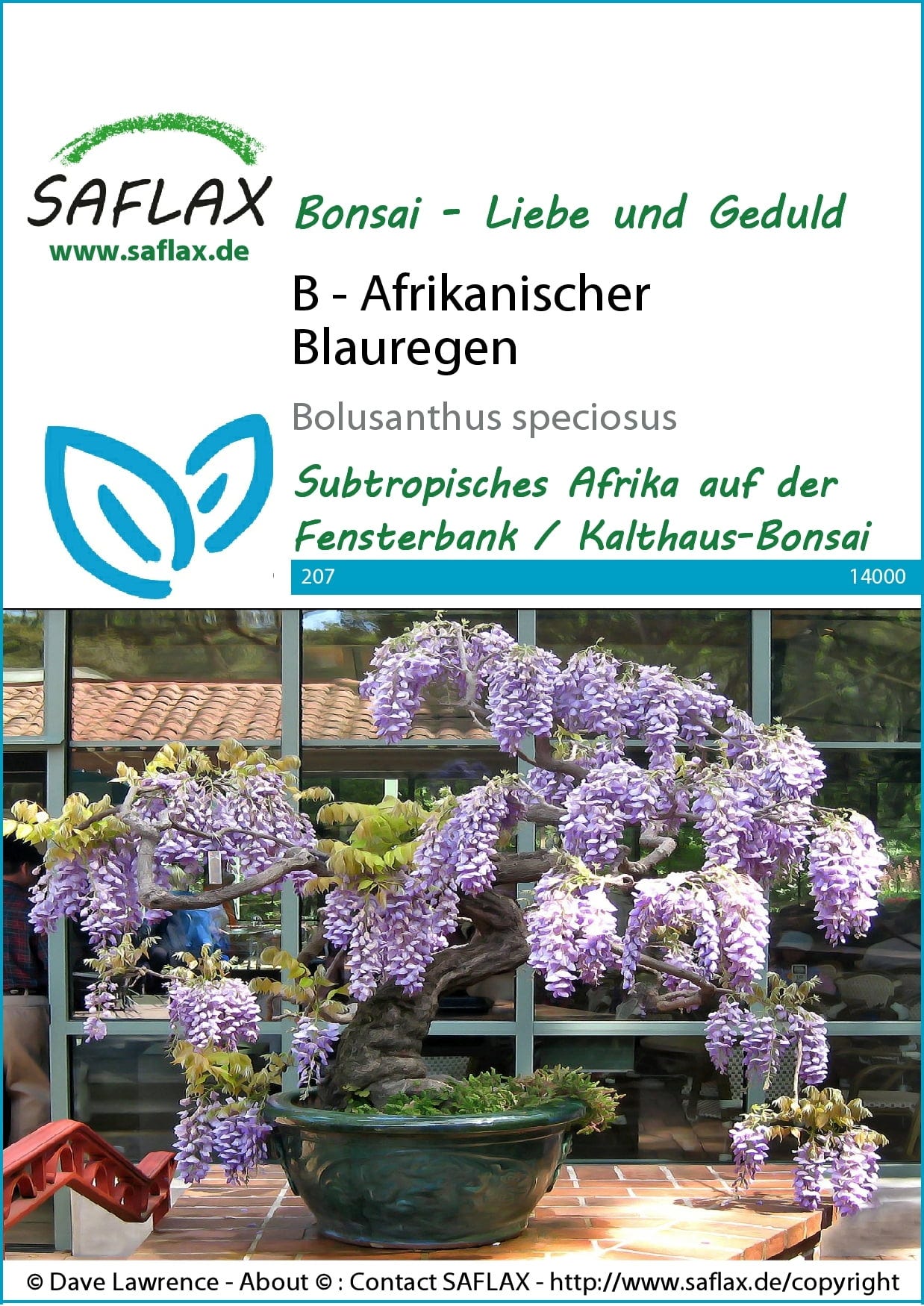 bonsai glycine a vendre