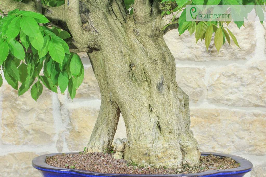 bonsai glycine prix