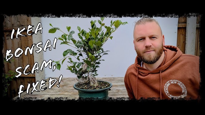 faux bonsai ikea