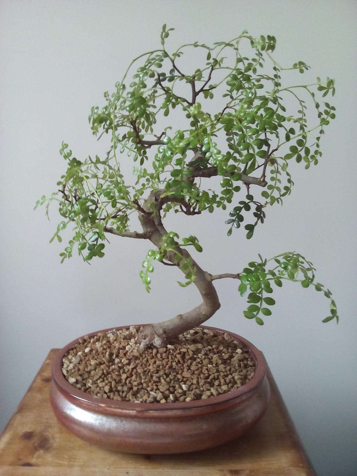 faux poivrier bonsai entretien