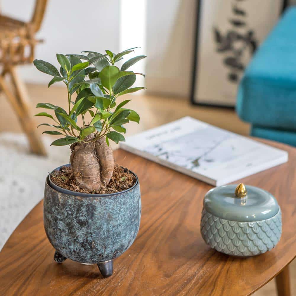 ficus ginseng quel pot