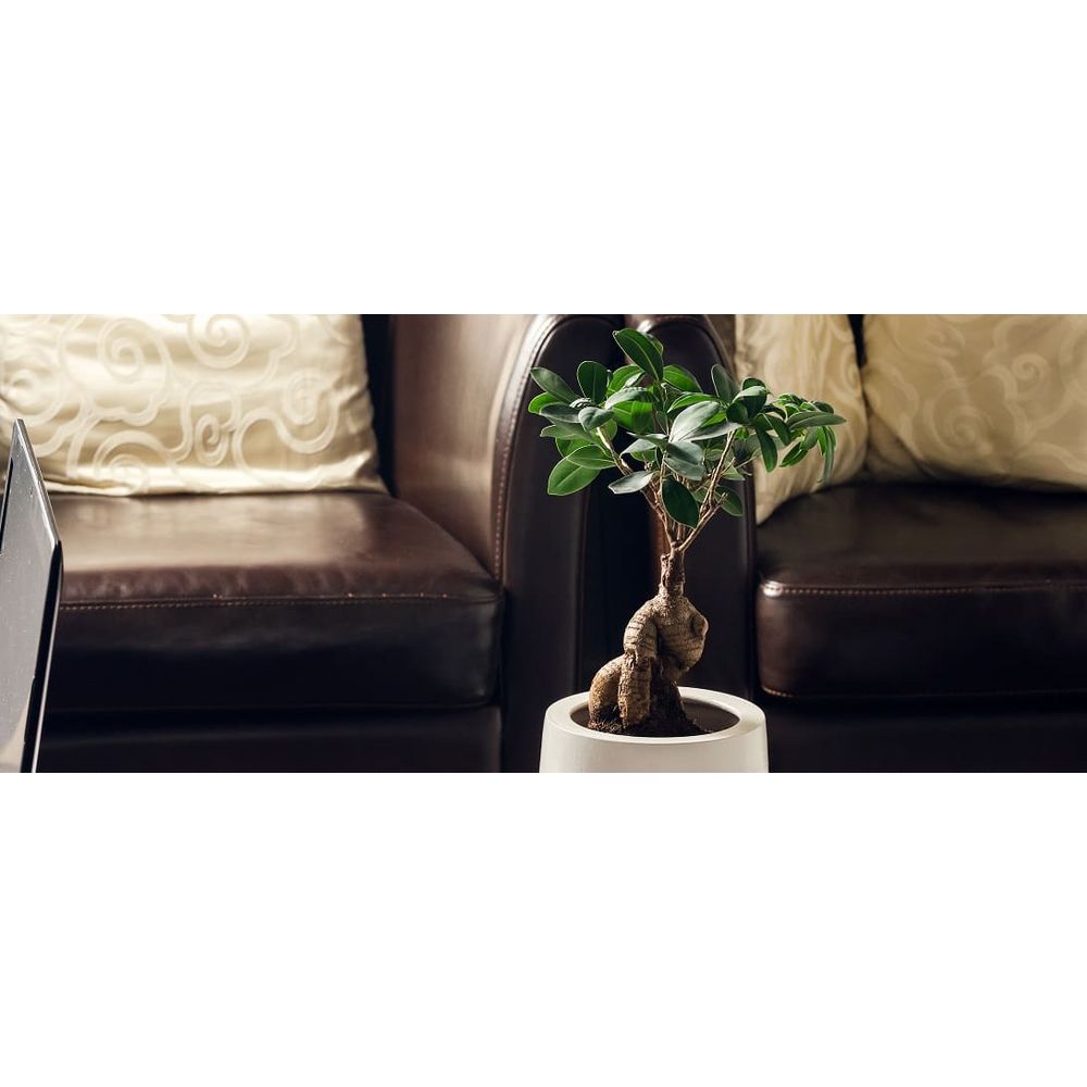 ficus retusa bonsaï entretien