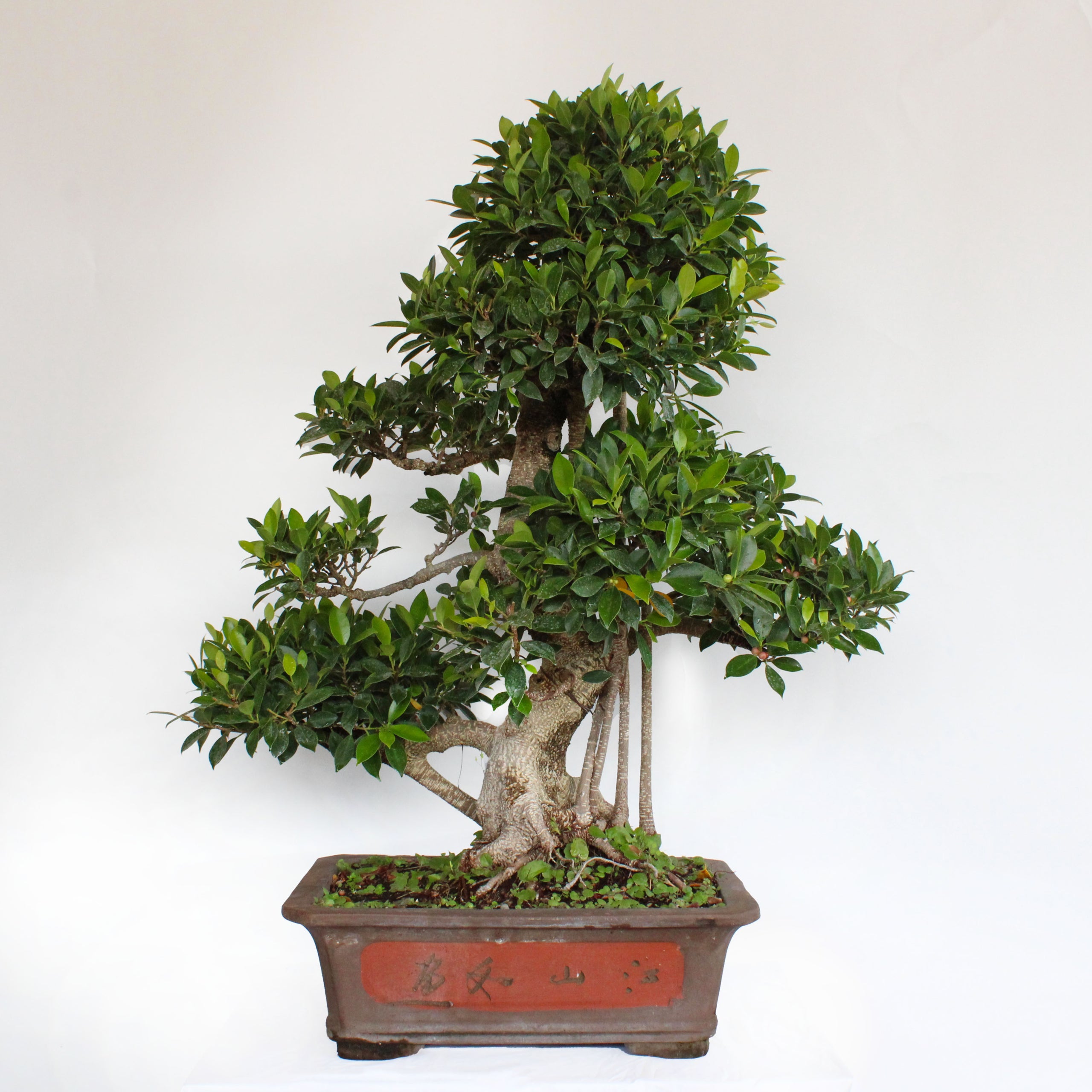 ficus retusa bonsai entretien
